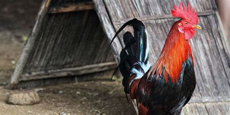 anti bacterial flushing for gamefowl|Mga Dapat at Di Dapat Gawin sa Bacterial Flushing ng mga .